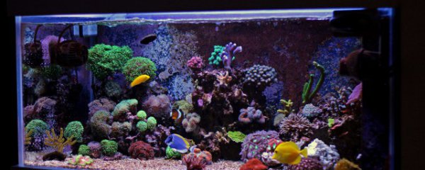 阳台鱼缸摆放位置风水讲究