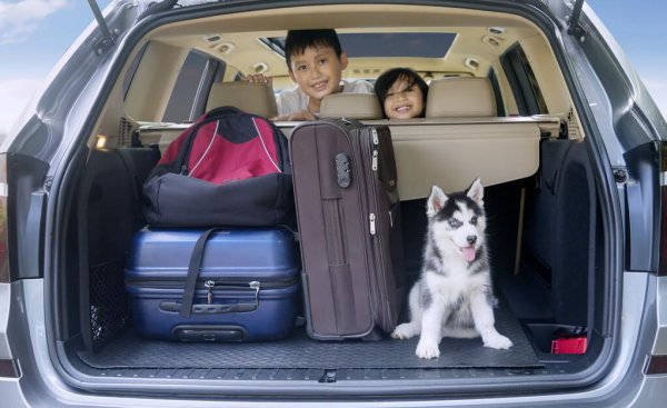 狗狗怎么运输到另一个城市