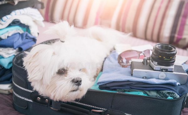 狗狗怎么运输到另一个城市