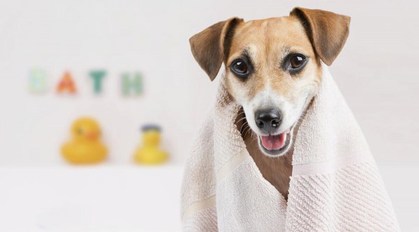 狗狗怎么运输到另一个城市