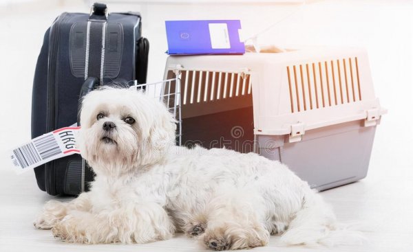 狗狗怎么运输到另一个城市