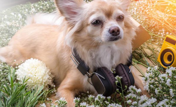 狗狗怎么运输到另一个城市