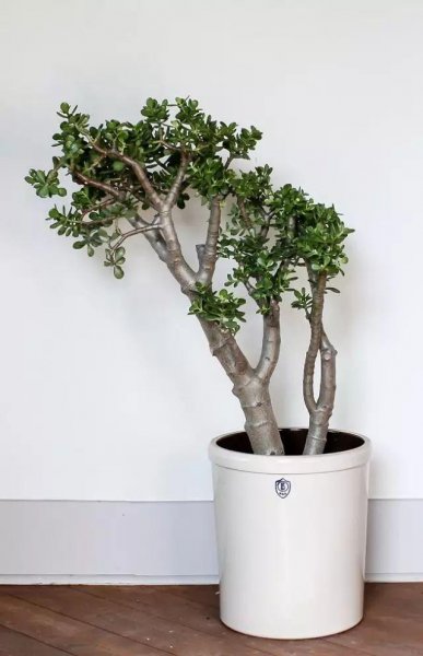 办公室适合摆放什么绿植