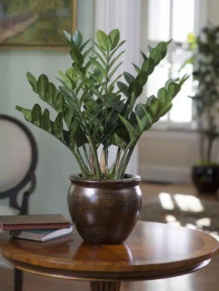 办公室适合摆放什么绿植