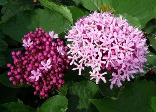 臭牡丹的功效与作用及食用方法