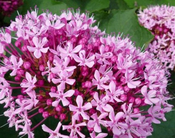 臭牡丹的功效与作用及食用方法