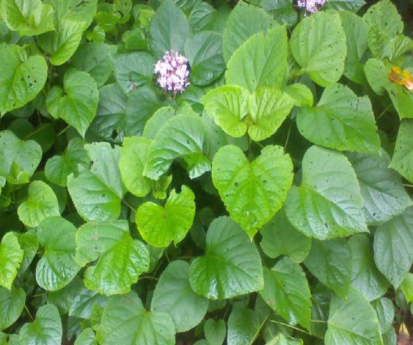 臭牡丹的功效与作用及食用方法