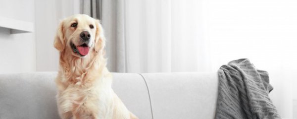 狗可以喝可乐吗