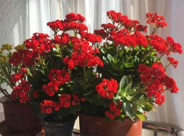 花上长满粘粘的白虫子用啥药