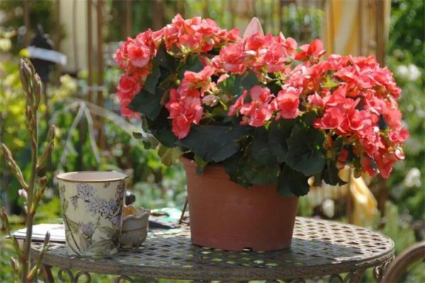 花上长满粘粘的白虫子用啥药