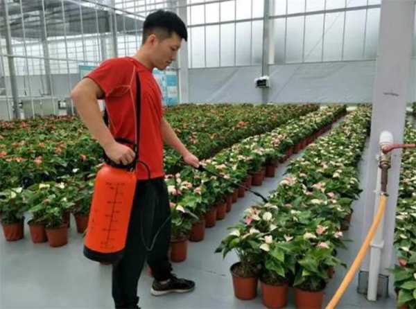 花上长满粘粘的白虫子用啥药