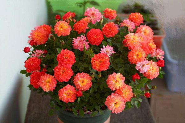 躲躲藏藏月季优缺点