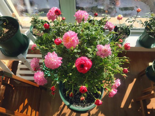 躲躲藏藏月季优缺点