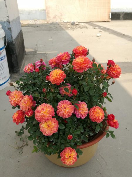 躲躲藏藏月季优缺点