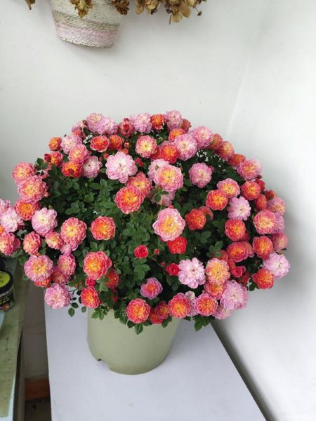 躲躲藏藏月季优缺点