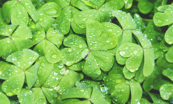 世界上最恶毒的星座有哪些