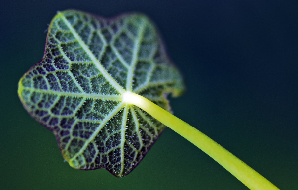 世界上最恶毒的星座有哪些