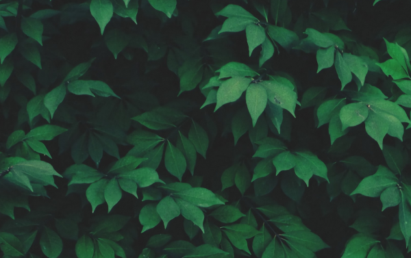 世界上最恶毒的星座有哪些