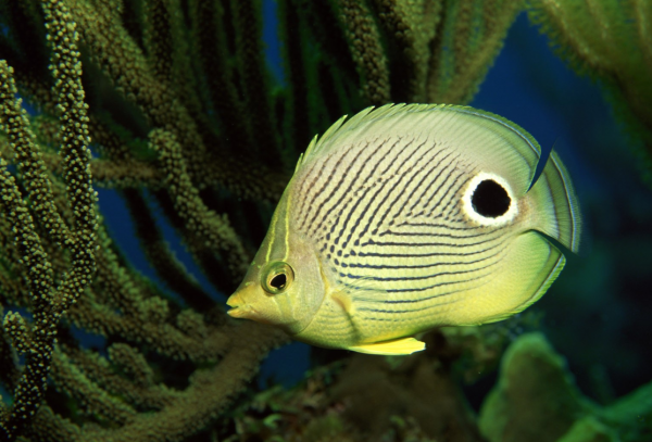 世界上最恶毒的星座有哪些