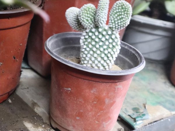 代表阳光积极坚强的花