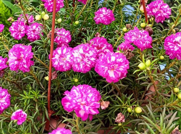 代表阳光积极坚强的花