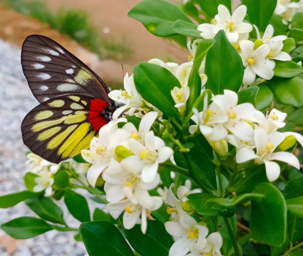 代表阳光积极坚强的花