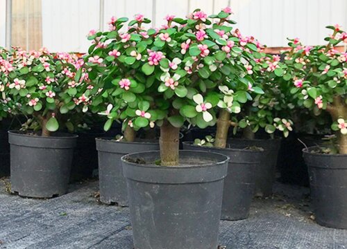 如何给金枝玉叶做造型