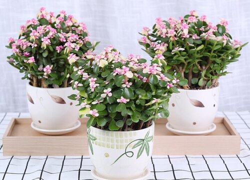 如何给金枝玉叶做造型