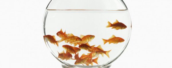 龙鱼换缸注意什么