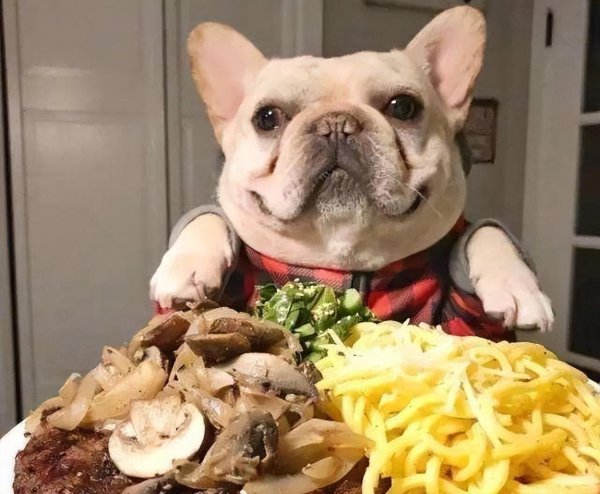 养狗的好处有哪些