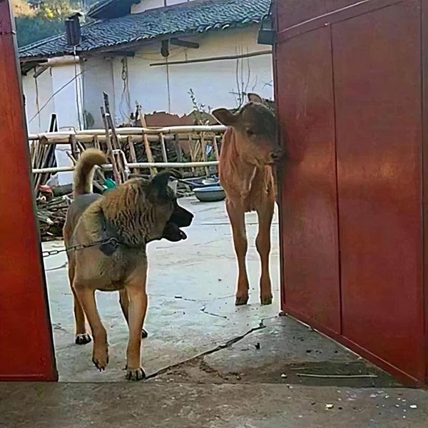 养狗的好处有哪些