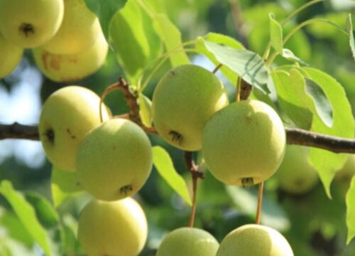 苹果梨产地在什么地方