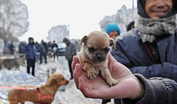不吉利的狗的特征