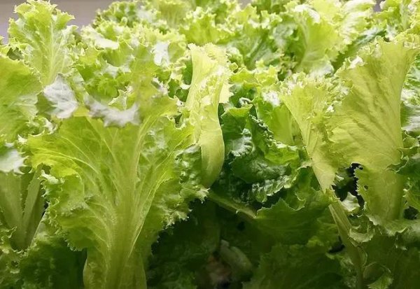 五月份种什么菜蔬菜最合适