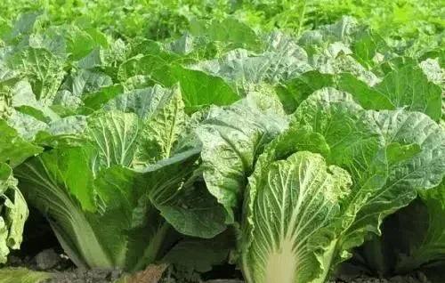 五月份种什么菜蔬菜最合适