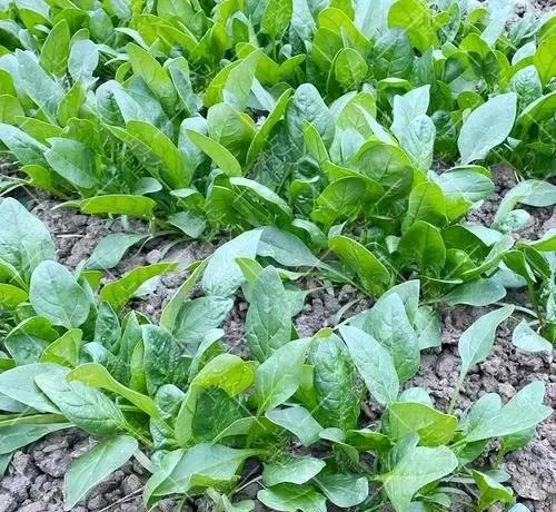 五月份种什么菜蔬菜最合适