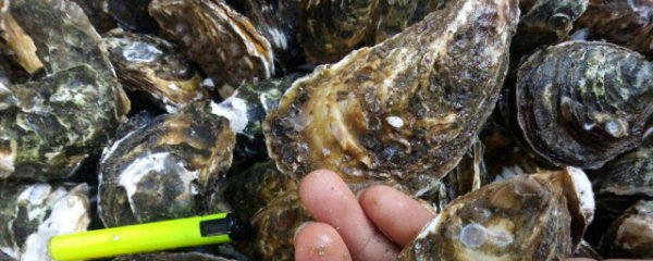 新鲜海蛎能不能带飞机上