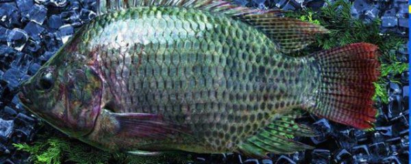 罗非鱼喜欢吃什么食物