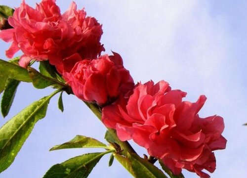 碧桃树结果能吃吗