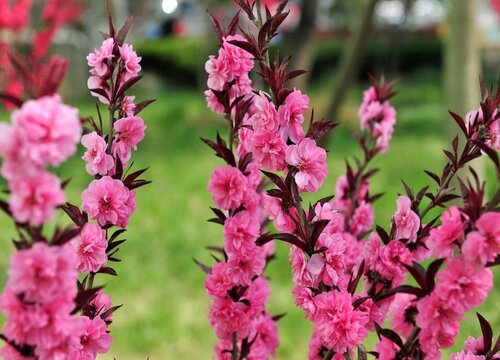 碧桃树结果能吃吗