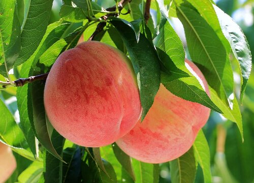 碧桃树结果能吃吗