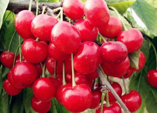 车厘子跟樱桃有什么区别吗
