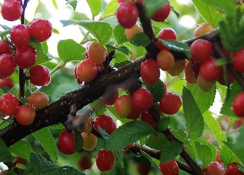 车厘子跟樱桃有什么区别吗