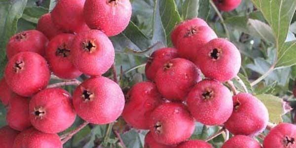 山楂是什么季节的水果