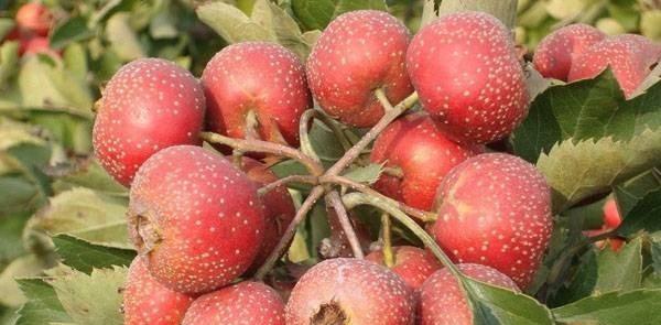 山楂是什么季节的水果