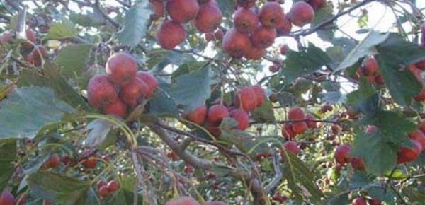 山楂是什么季节的水果