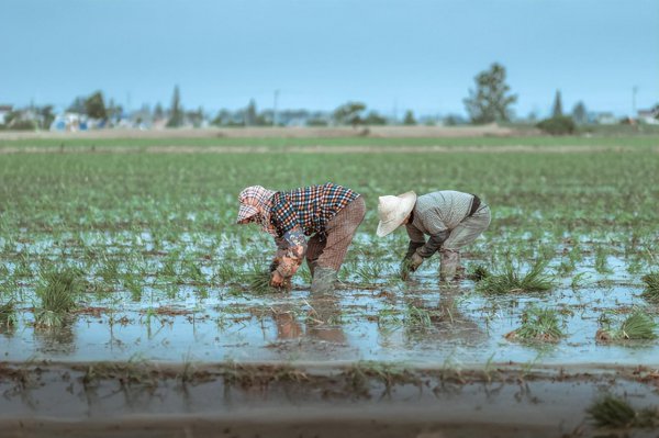 玉米芽子到底用不用掰掉