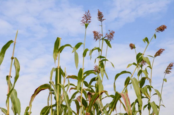 玉米芽子到底用不用掰掉