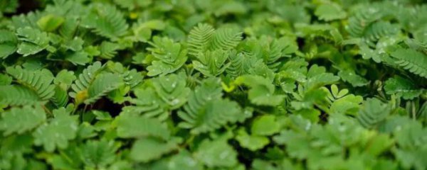 含羞草有什么功效