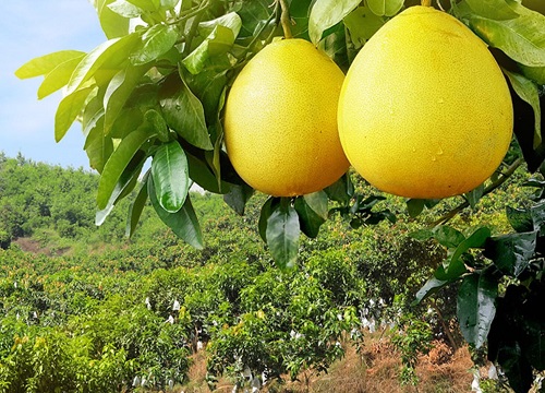 红心柚子哪里产的最好吃